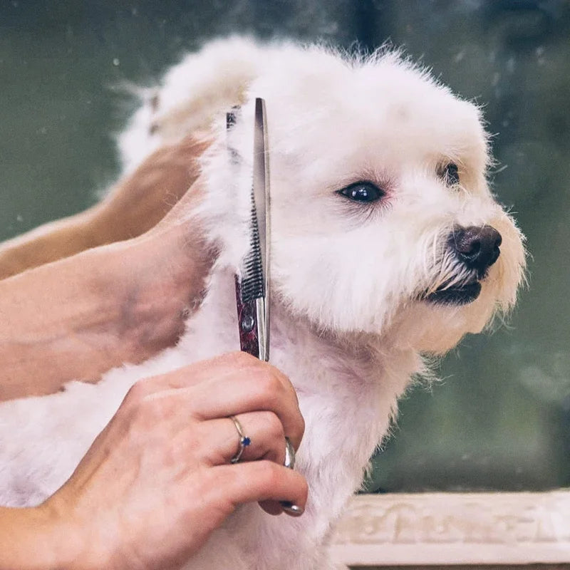 6 in 1 professional stainless steel sharp safety round tip dog scissors heavy duty ergonomic puppy pet grooming scissor4