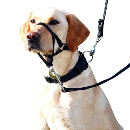 best dog headcollar for gentle and effective dog training8
