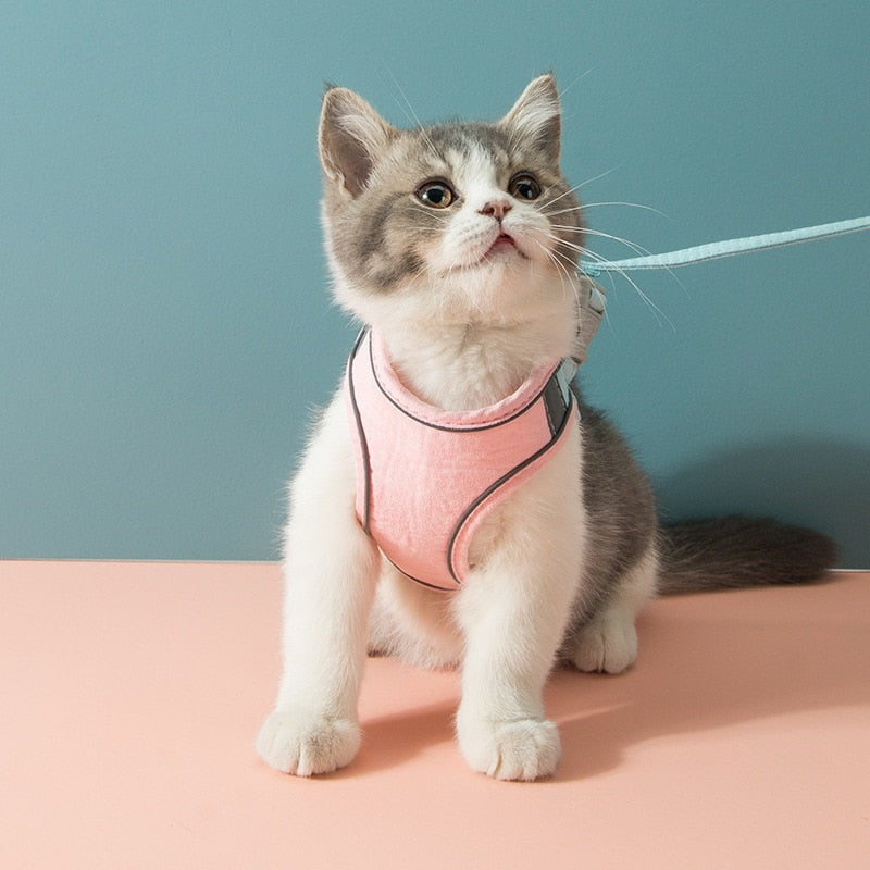 cat harness leash set7