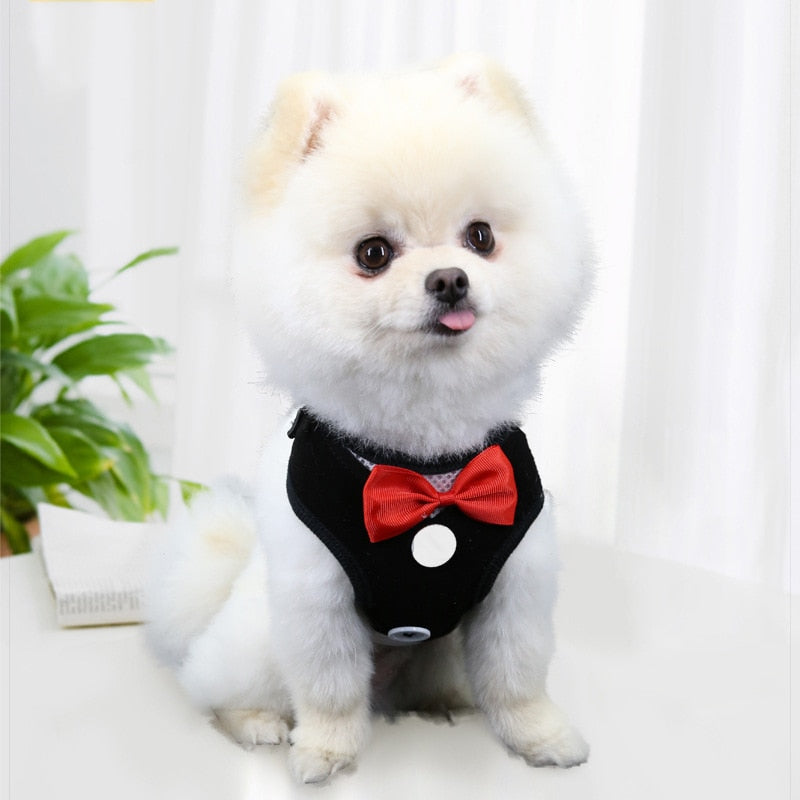 Elegant Bow Collar Harness for Small to Medium Dogs
