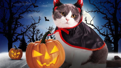 Get Ready for the Holidays With These Cat and Dog Costumes