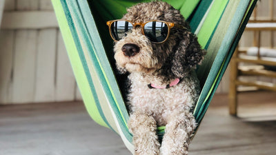 4 Must-Have Products for Your Dog This Summer
