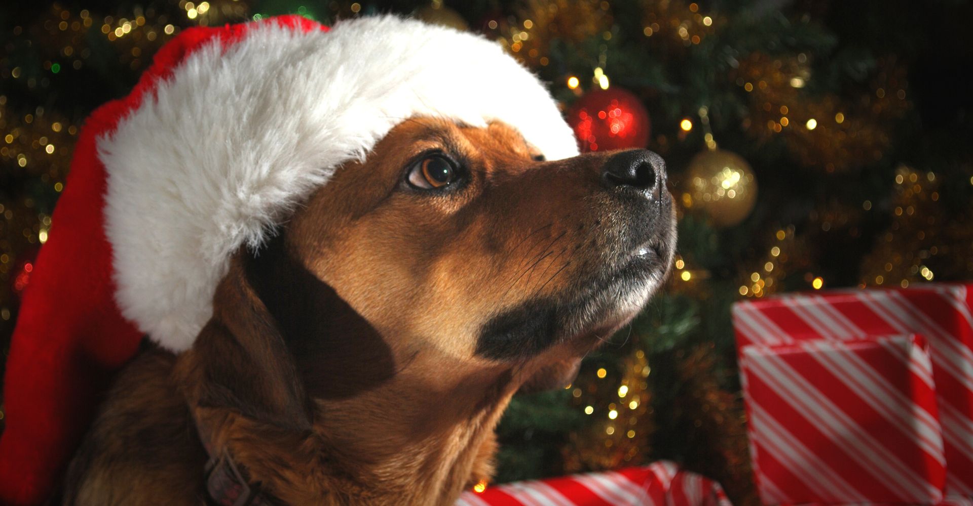 The Best Gifts for Pets