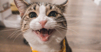 Teeth Care Tips For Cat Owners