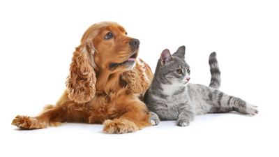 4 Ways To Make Your Pet More Comfortable Around the House