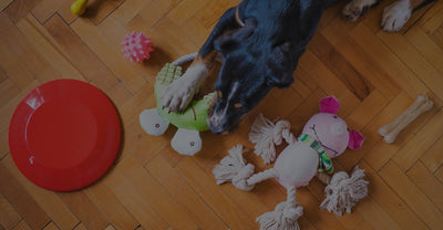 Tips For Buying Dog Toys