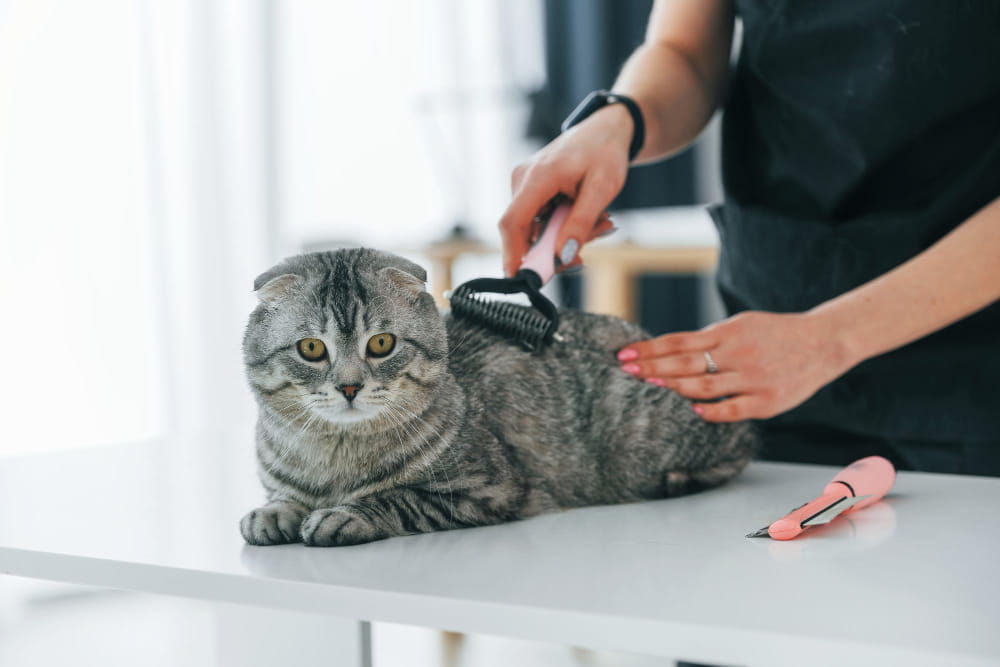 10 innovative cat accessories for modern pet owners