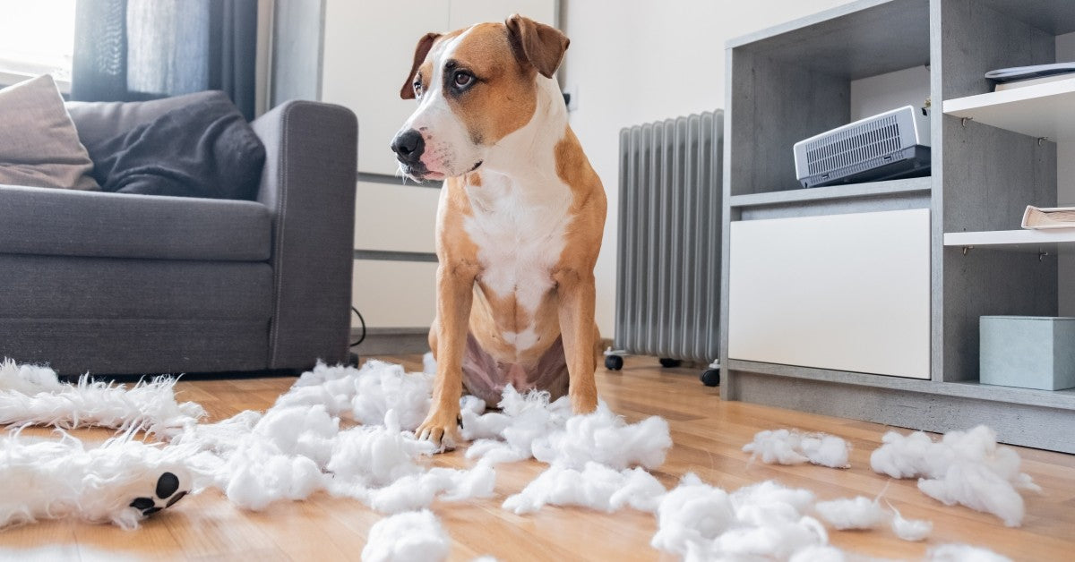 What to Consider Before Getting a Dog