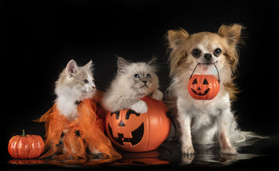 It's Trick or Treat Time, This Time it's for Your Beloved Pets!