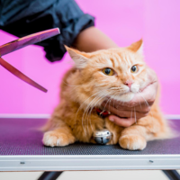 Cat Grooming
