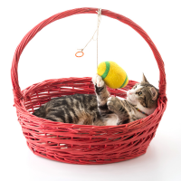 Cat Toys