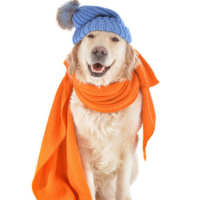 Dog Clothing & Accessories