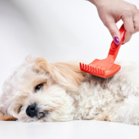 Dog Cleaning & Potty
