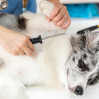 Dog Flea & Tick