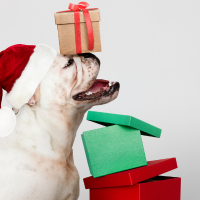 Dog Gifts & Books