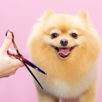 Dog Grooming