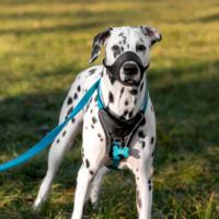 Dog Leashes, Collars & Harnesses