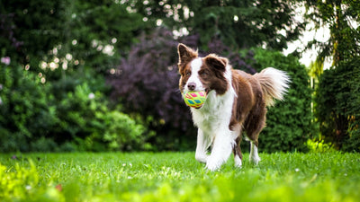 Dog Products, Accessories, Grooming Essentials and Toys