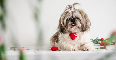 Holiday Shop Valentines