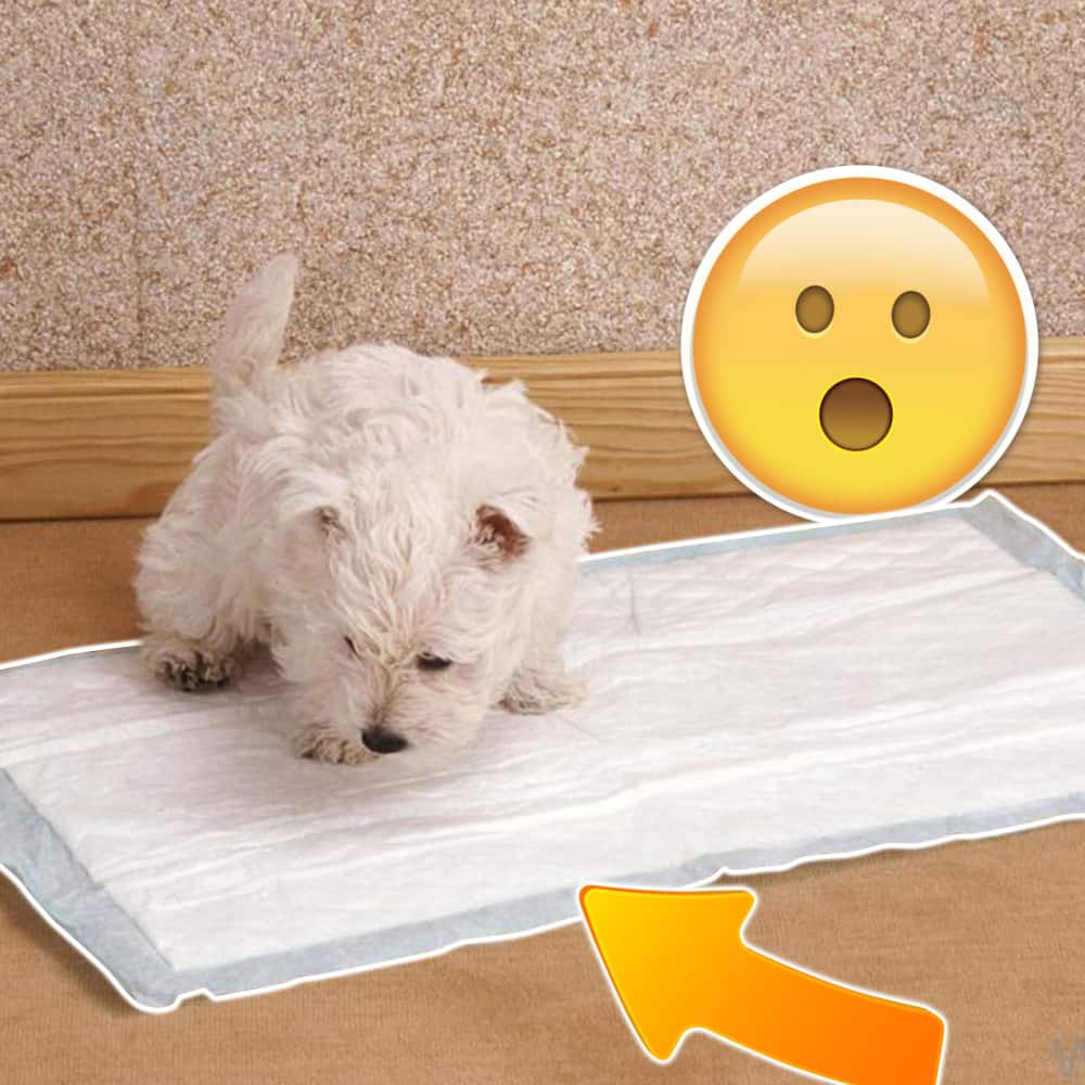 medium size, 100 count high-quality puppy pad leak-proof for hassle-free house training2