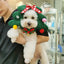 Pet Dog Cat Hat-  Christmas Hat Decoration, Christmas Tree Decoration,  Headgear Photo Props