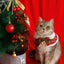 cat dog english short autumn winter clothing warm teddy collar