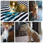 Nylon Reflective Puppy Dog Leash Rope