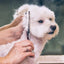 6 in 1 professional stainless steel sharp safety round tip dog scissors heavy duty ergonomic puppy pet grooming scissor4
