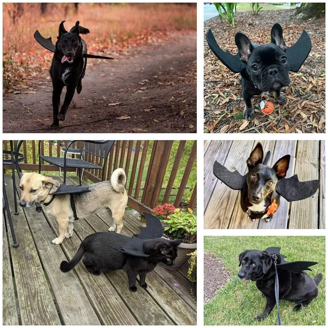 halloween bat wings funny cat dog cosplay costume with pumpkin bells5