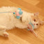 cute pet cat toys fairy funny cat stick feather ribbon bite-resistant funny cat stick with bell toy set cat toy cat dancer wand4