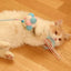 cute pet cat toys fairy funny cat stick feather ribbon bite-resistant funny cat stick with bell toy set cat toy cat dancer wand4
