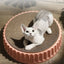 Round Cat Scratcher Pad Grinding Claws Cardboard Corrugated Paper Kitten Scrapers