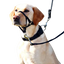best dog headcollar for gentle and effective dog training8