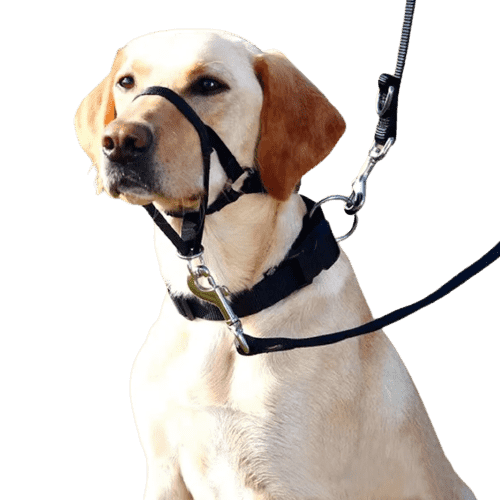 best dog headcollar for gentle and effective dog training