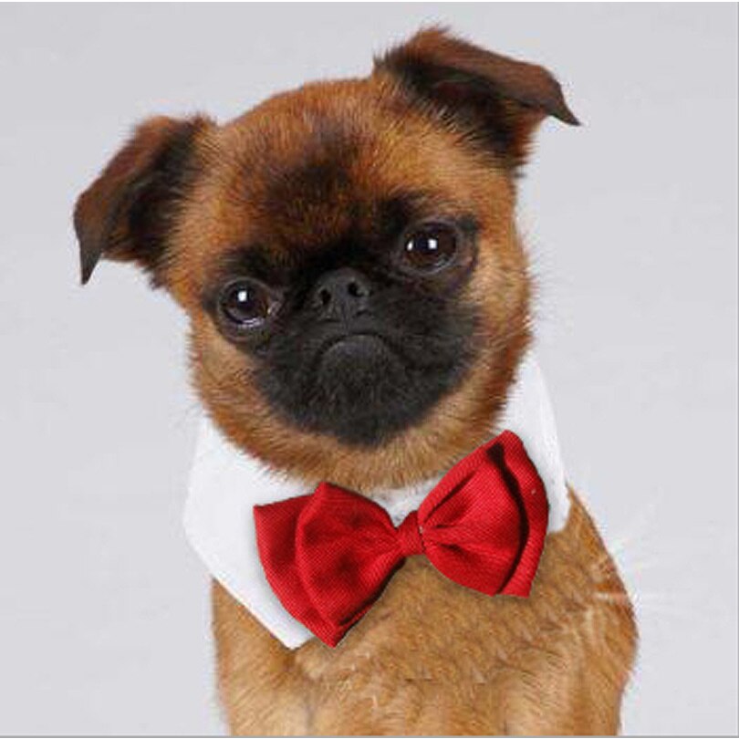 Dog wearing a red bowtie with a white collar. 