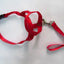 best dog headcollar for gentle and effective dog training3