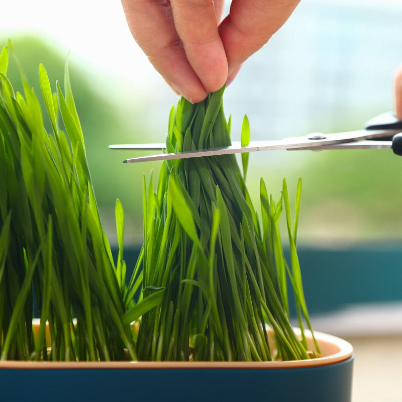 Cat Grass Potted Hydroponic Plant