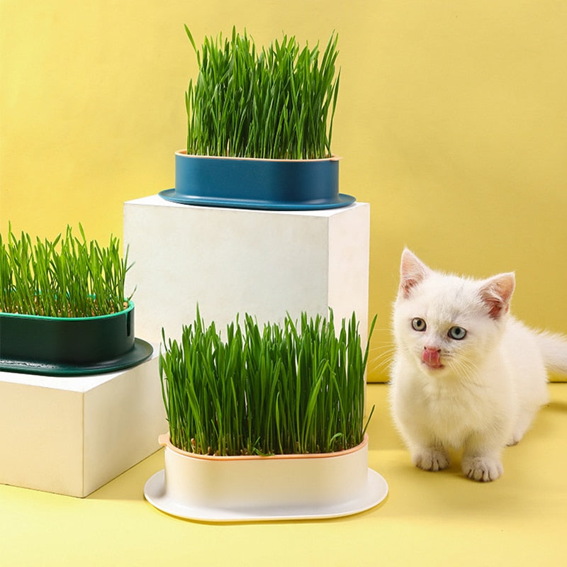 Cat Grass Potted Hydroponic Plant